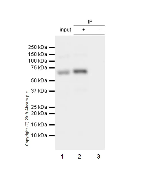 Immunoprecipitation - Anti-SHP2 (phospho Y542) antibody [EP508(2)Y] (AB62322)