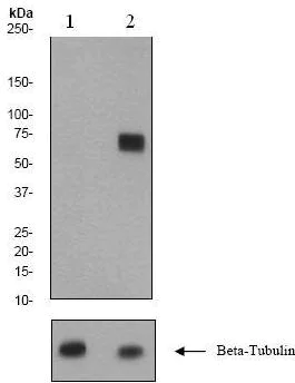 Western blot - Anti-SHP2 (phospho Y542) antibody [EP508(2)Y] (AB62322)