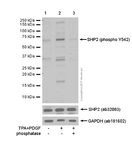 Western blot - Anti-SHP2 (phospho Y542) antibody [EP508(2)Y] (AB62322)