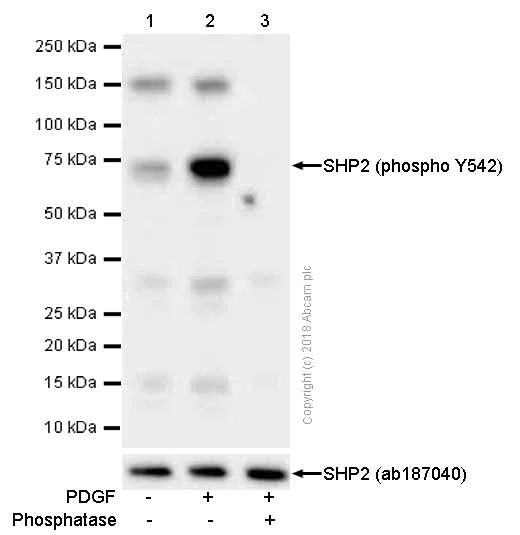Western blot - Anti-SHP2 (phospho Y542) antibody [EP508(2)Y] (AB62322)