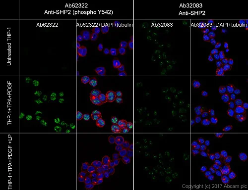 Immunocytochemistry/ Immunofluorescence - Anti-SHP2 (phospho Y542) antibody [EP508(2)Y] - BSA and Azide free (AB225574)