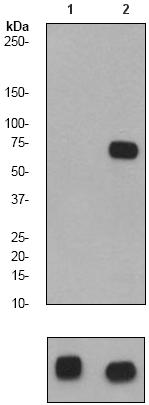 Western blot - Anti-SHP2 (phospho Y582) antibody [EP509Y] (AB62379)