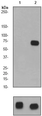 Western blot - Anti-SHP2 (phospho Y582) antibody [EP509Y] - BSA and Azide free (AB284708)