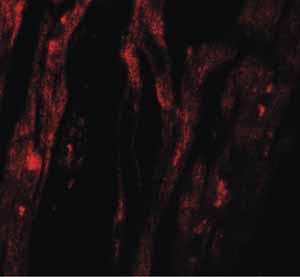 Immunocytochemistry/ Immunofluorescence - Anti-SHQ1 antibody (AB139806), expandable thumbnail