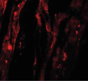 Immunocytochemistry/ Immunofluorescence - Anti-SHQ1 antibody (AB139806)