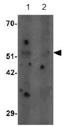 Western blot - Anti-SHQ1 antibody (AB139806)