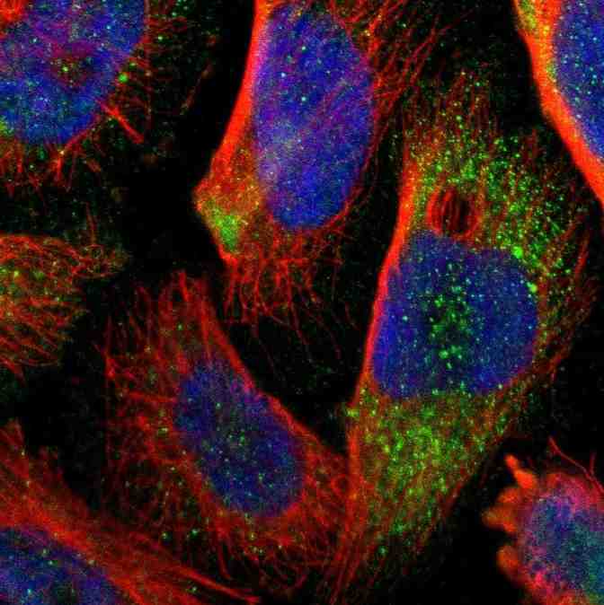 Immunocytochemistry/ Immunofluorescence - Anti-SHROOM4 antibody (AB121316), expandable thumbnail