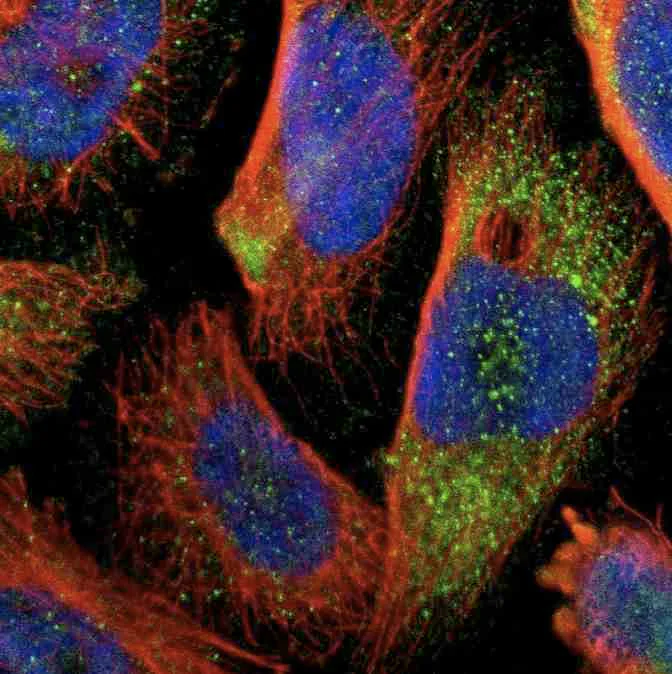 Immunocytochemistry/ Immunofluorescence - Anti-SHROOM4 antibody (AB121316)