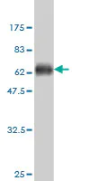 Western blot - Anti-Shugoshin antibody [3C11] (AB58023)