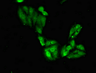 Immunocytochemistry/ Immunofluorescence - Anti-Shugoshin antibody (AB225948)