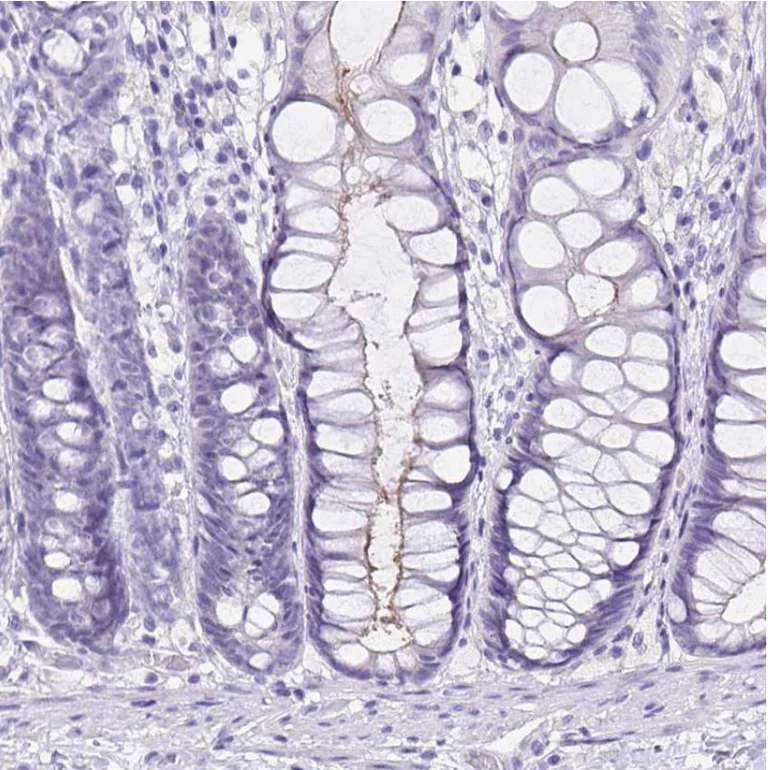 Immunohistochemistry (Formalin/PFA-fixed paraffin-embedded sections) - Anti-SI antibody (AB224085)