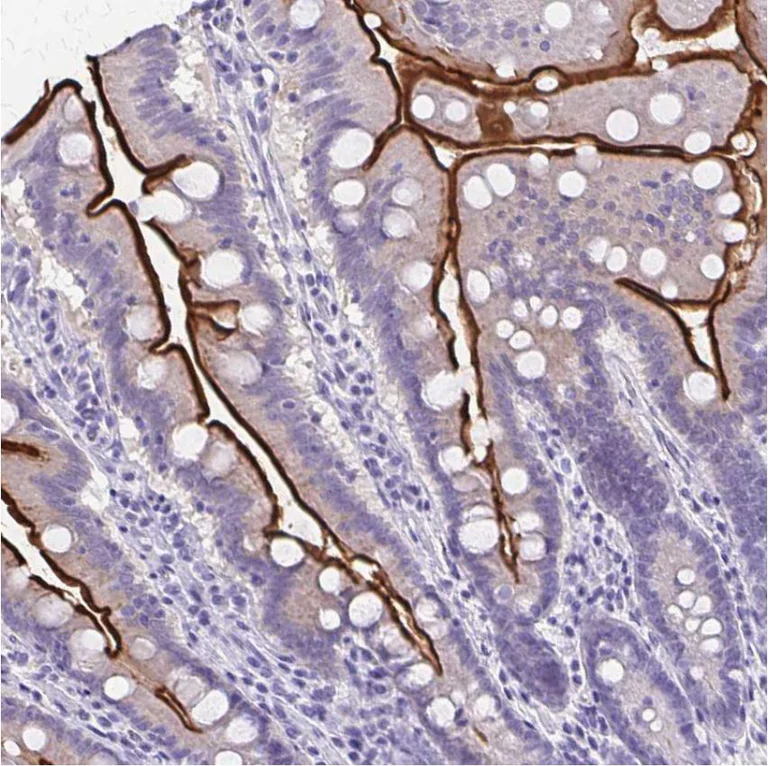 Immunohistochemistry (Formalin/PFA-fixed paraffin-embedded sections) - Anti-SI antibody (AB224085)