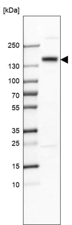 Western blot - Anti-SI antibody (AB224085)