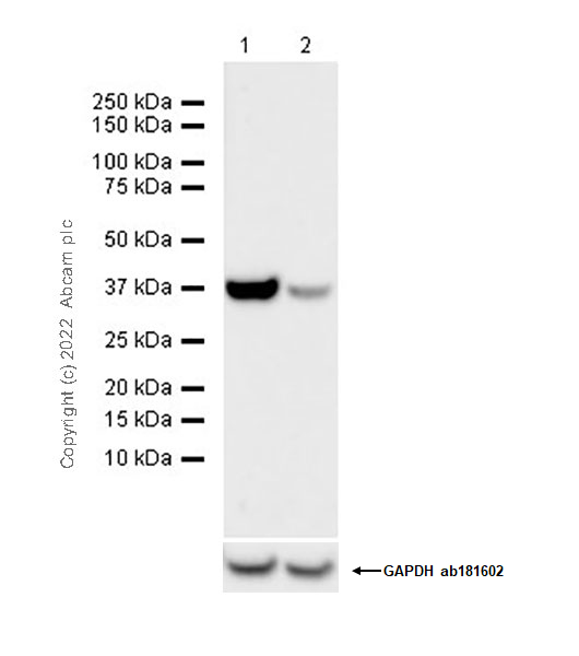 Western blot - Anti-SI-CLP antibody [1B8] (AB305176), expandable thumbnail