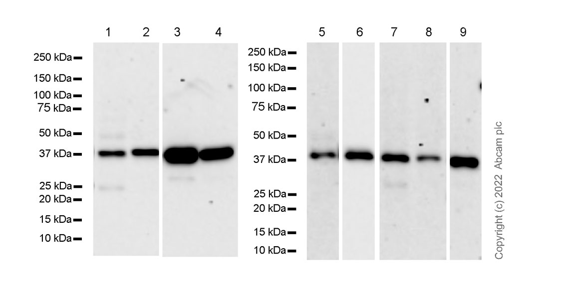 Western blot - Anti-SI-CLP antibody [1B8] (AB305176), expandable thumbnail