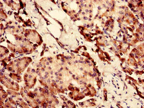 Immunohistochemistry (Formalin/PFA-fixed paraffin-embedded sections) - Anti-SI-CLP antibody (AB236578)