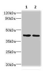 Western blot - Anti-SI-CLP antibody (AB236578)