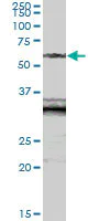 Western blot - Anti-SIAE antibody (AB69300)