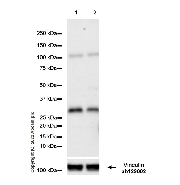 Western blot - Anti-SIAH1 antibody [EPR27101-45] - BSA and Azide free (AB305250), expandable thumbnail