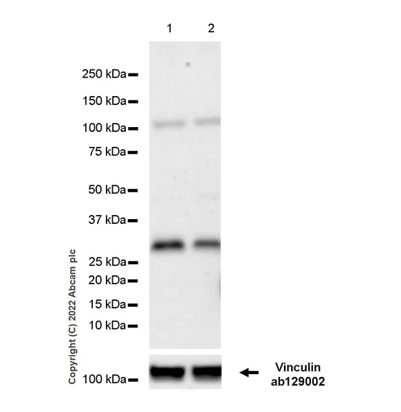 Western blot - Anti-SIAH1 antibody [EPR27101-45] - BSA and Azide free (AB305250)