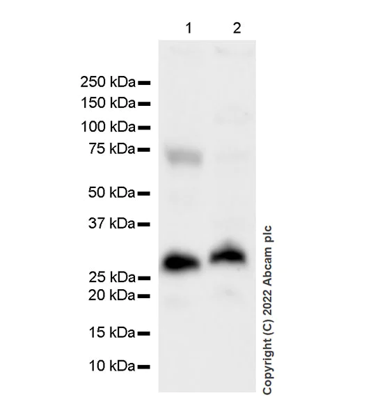 Western blot - Anti-SIAH1 antibody [EPR27101-45] - BSA and Azide free (AB305250)