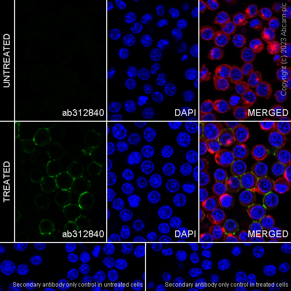Immunocytochemistry/ Immunofluorescence - Anti-Sialoadhesin/CD169 antibody [EPR27102-11] (AB312840), expandable thumbnail