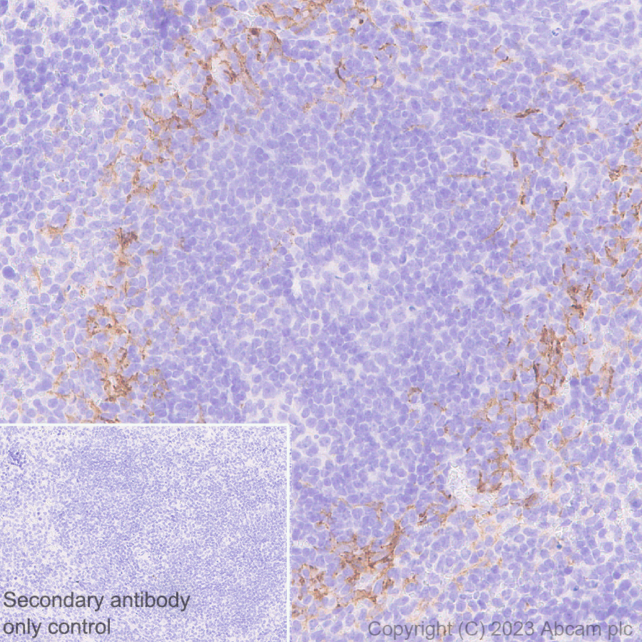 Immunohistochemistry (Formalin/PFA-fixed paraffin-embedded sections) - Anti-Sialoadhesin/CD169 antibody [EPR27102-11] (ab312840), expandable thumbnail
