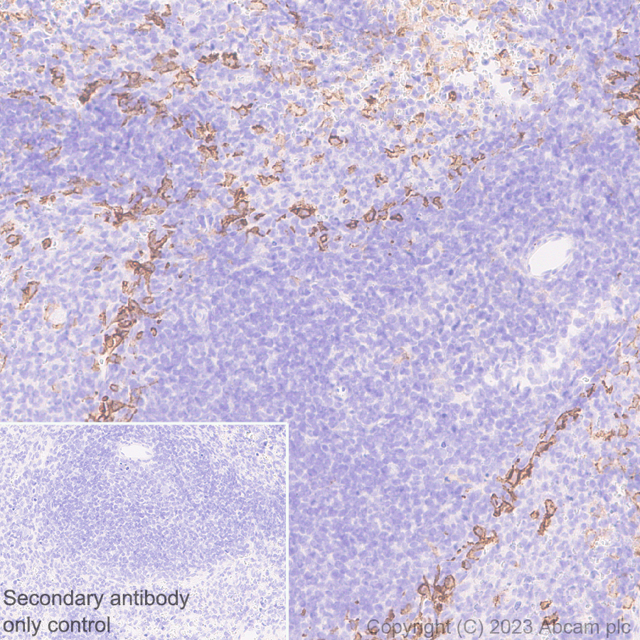 Immunohistochemistry (Formalin/PFA-fixed paraffin-embedded sections) - Anti-Sialoadhesin/CD169 antibody [EPR27102-11] (ab312840), expandable thumbnail