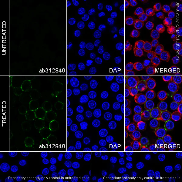Immunocytochemistry/ Immunofluorescence - Anti-Sialoadhesin/CD169 antibody [EPR27102-11] - BSA and Azide free (AB312841)