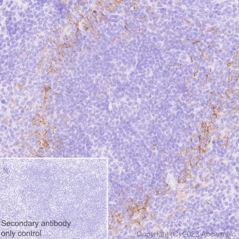 Immunohistochemistry (Formalin/PFA-fixed paraffin-embedded sections) - Anti-Sialoadhesin/CD169 antibody [EPR27102-11] - BSA and Azide free (AB312841)
