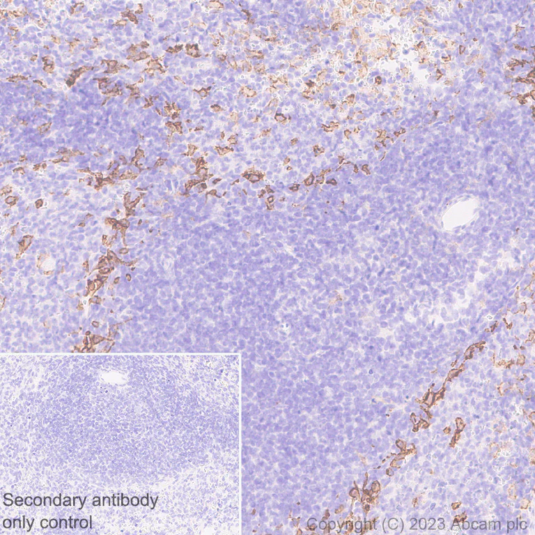 Immunohistochemistry (Formalin/PFA-fixed paraffin-embedded sections) - Anti-Sialoadhesin/CD169 antibody [EPR27102-11] - BSA and Azide free (AB312841)