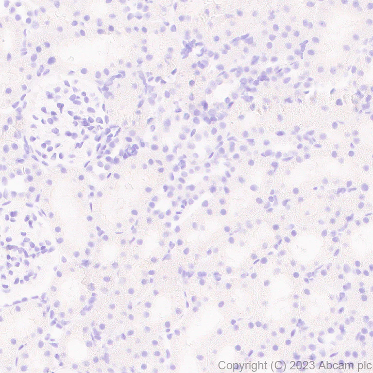Immunohistochemistry (Formalin/PFA-fixed paraffin-embedded sections) - Anti-Sialoadhesin/CD169 antibody [EPR27102-11] - BSA and Azide free (AB312841)