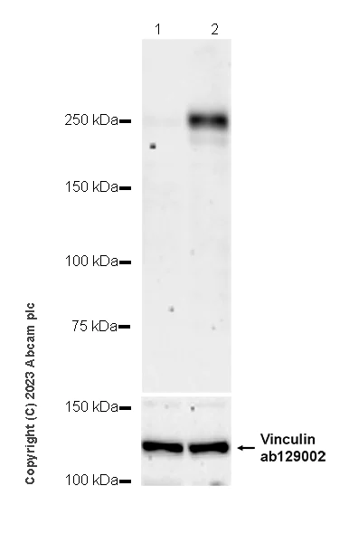 Western blot - Anti-Sialoadhesin/CD169 antibody [EPR27102-11] - BSA and Azide free (AB312841)