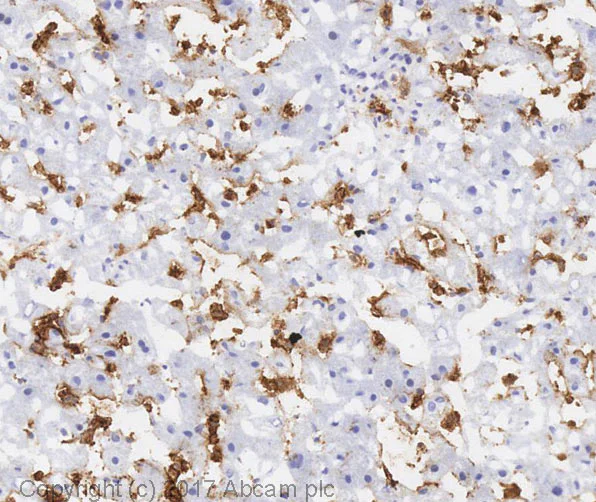 Immunohistochemistry (Frozen sections) - Anti-Sialoadhesin/CD169 antibody [HSn 7D2] (AB18619)