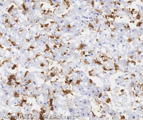 Immunohistochemistry (Frozen sections) - Anti-Sialoadhesin/CD169 antibody [HSn 7D2] - BSA and Azide free (AB269566), expandable thumbnail