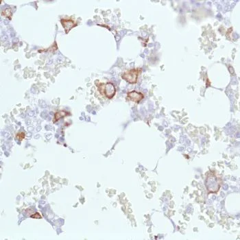 Immunohistochemistry (Formalin/PFA-fixed paraffin-embedded sections) - Anti-Sialoadhesin/CD169 antibody [SP213] - BSA and Azide free (AB245735)
