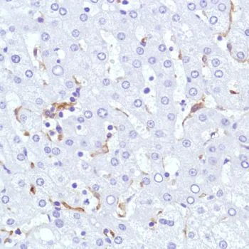 Immunohistochemistry (Formalin/PFA-fixed paraffin-embedded sections) - Anti-Sialoadhesin/CD169 antibody [SP213] - BSA and Azide free (AB245735)