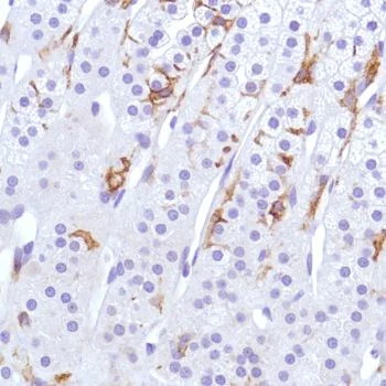 Immunohistochemistry (Formalin/PFA-fixed paraffin-embedded sections) - Anti-Sialoadhesin/CD169 antibody [SP213] - BSA and Azide free (AB245735)