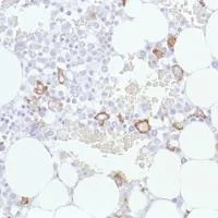 Immunohistochemistry (Formalin/PFA-fixed paraffin-embedded sections) - Anti-Sialoadhesin/CD169 antibody [SP216] (AB183356)