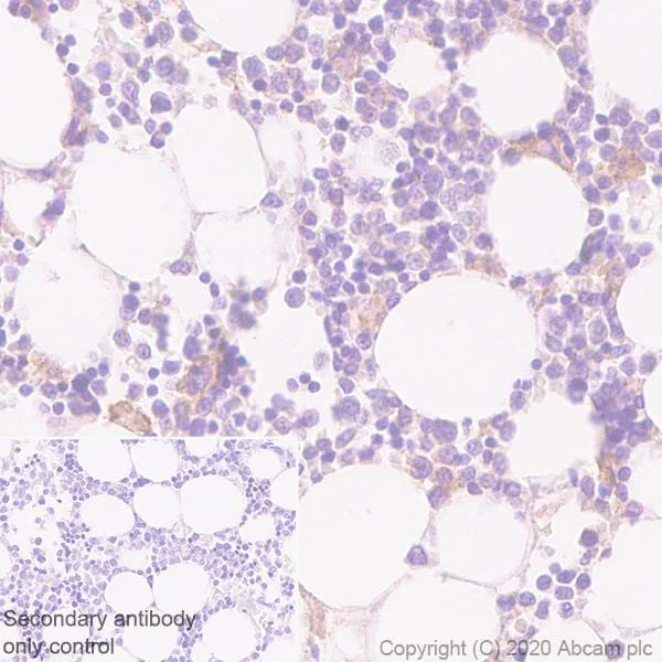 Immunohistochemistry (Formalin/PFA-fixed paraffin-embedded sections) - Anti-Sialoadhesin/CD169 antibody [SP216] (AB183356)