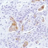 Immunohistochemistry (Formalin/PFA-fixed paraffin-embedded sections) - Anti-Sialoadhesin/CD169 antibody [SP216] - BSA and Azide free (AB245742)