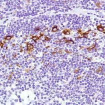 Immunohistochemistry (Formalin/PFA-fixed paraffin-embedded sections) - Anti-Sialoadhesin/CD169 antibody [SP216] - BSA and Azide free (AB245742)