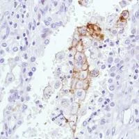 Immunohistochemistry (Formalin/PFA-fixed paraffin-embedded sections) - Anti-Sialoadhesin/CD169 antibody [SP216] - BSA and Azide free (AB245742)