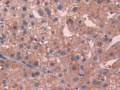 Immunohistochemistry (Formalin/PFA-fixed paraffin-embedded sections) - Anti-SIGIRR antibody (AB233146)