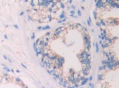 Immunohistochemistry (Formalin/PFA-fixed paraffin-embedded sections) - Anti-SIGIRR antibody (AB233146), expandable thumbnail