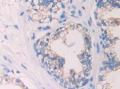 Immunohistochemistry (Formalin/PFA-fixed paraffin-embedded sections) - Anti-SIGIRR antibody (AB233146)