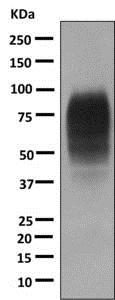 Western blot - Anti-SIGIRR antibody [EPR12638] - BSA and Azide free (AB250012)