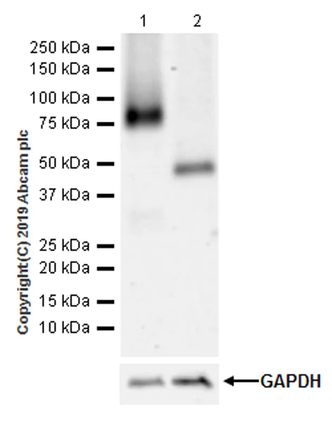 Western blot - Anti-SIGIRR antibody [EPR22438-93] (AB228977)