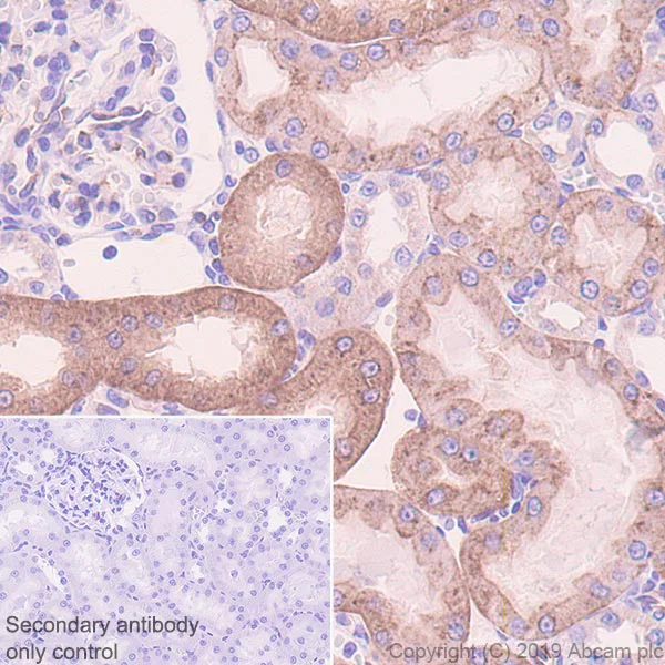 Immunohistochemistry (Formalin/PFA-fixed paraffin-embedded sections) - Anti-SIGIRR antibody [EPR22438-93] - BSA and Azide free (AB256314)