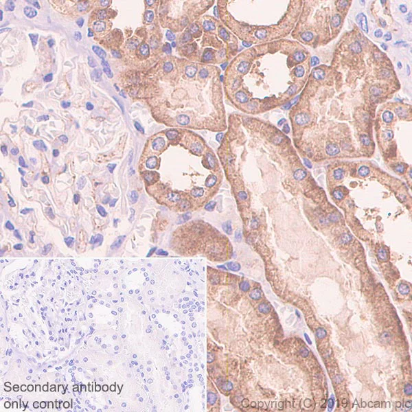 Immunohistochemistry (Formalin/PFA-fixed paraffin-embedded sections) - Anti-SIGIRR antibody [EPR22438-93] - BSA and Azide free (AB256314)